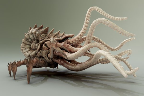 Kraken onion link